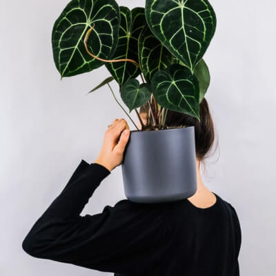 About Plants Store Gallery Img 1 1